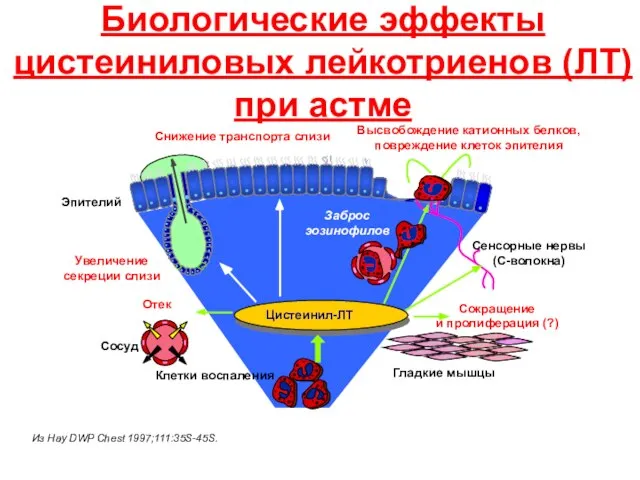 Биологические эффекты цистеиниловых лейкотриенов (ЛТ) при астме Из Hay DWP Chest