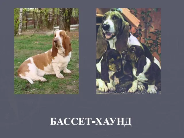 БАССЕТ-ХАУНД