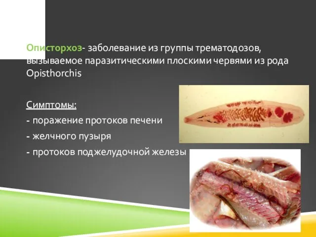 Описторхоз- заболевание из группы трематодозов, вызываемое паразитическими плоскими червями из рода