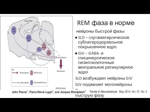 REM фаза в норме нейроны быстрой фазы: SLD – глутаматергическое сублатеродорзальное