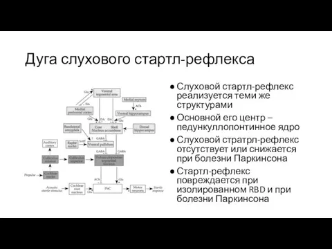 Дуга слухового стартл-рефлекса Слуховой стартл-рефлекс реализуется теми же структурами Основной его