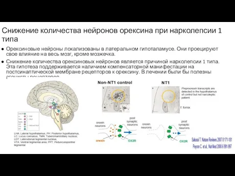 Снижение количества нейронов орексина при нарколепсии 1 типа Орексиновые нейроны локализованы