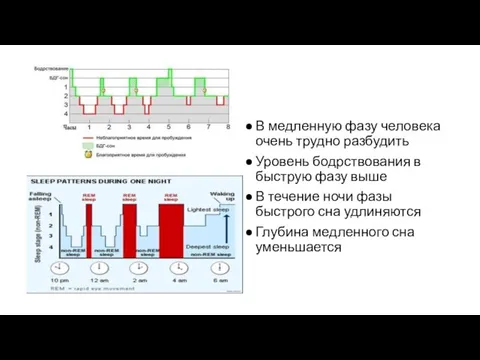 В медленную фазу человека очень трудно разбудить Уровень бодрствования в быструю