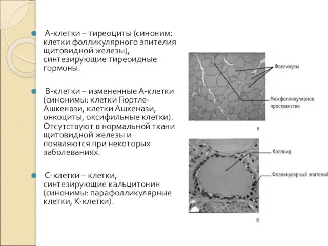 А-клетки – тиреоциты (синоним: клетки фолликулярного эпителия щитовидной железы), синтезирующие тиреоидные