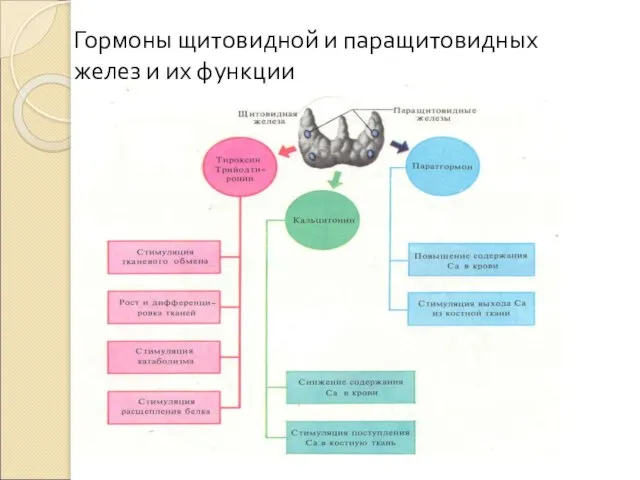 Гормоны щитовидной и паращитовидных желез и их функции