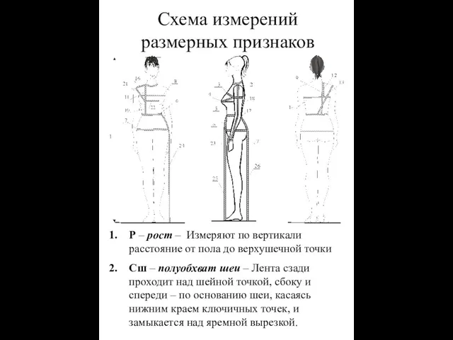 Схема измерений размерных признаков Р – рост – Измеряют по вертикали