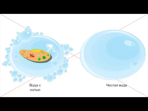 Вода с солью Чистая вода