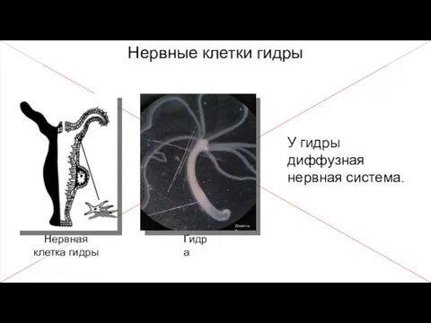 Нервные клетки гидры Нервная клетка гидры У гидры диффузная нервная система. Гидра Oinari-san