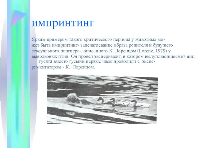 импринтинг Ярким примером такого критического периода у животных мо- жет быть