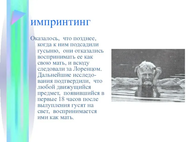 импринтинг Оказалось, что позднее, когда к ним подсадили гусыню, они отказались