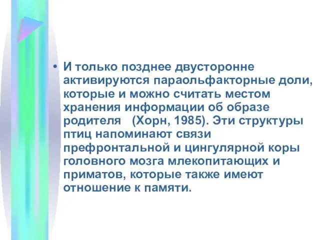 И только позднее двусторонне активируются параольфакторные доли, которые и можно считать