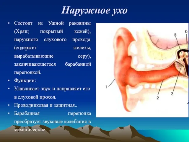 Наружное ухо Состоит из Ушной раковины (Хрящ покрытый кожей), наружного слухового