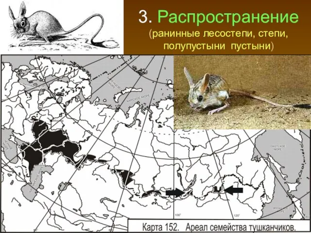 3. Распространение (ранинные лесостепи, степи, полупустыни пустыни)