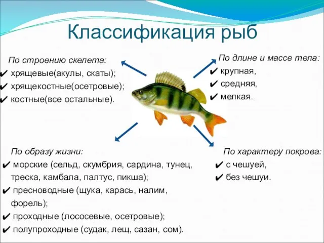 Классификация рыб По строению скелета: хрящевые(акулы, скаты); хрящекостные(осетровые); костные(все остальные). По