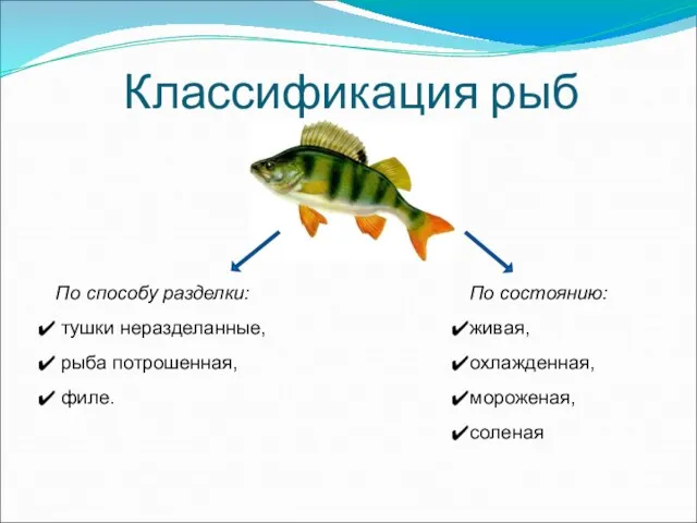 Классификация рыб По способу разделки: тушки неразделанные, рыба потрошенная, филе. По состоянию: живая, охлажденная, мороженая, соленая