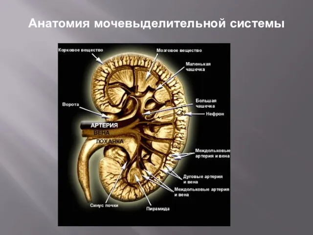 Анатомия мочевыделительной системы