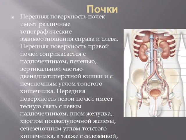 Почки Передняя поверхность почек имеет различные топографические взаимоотношения справа и слева.