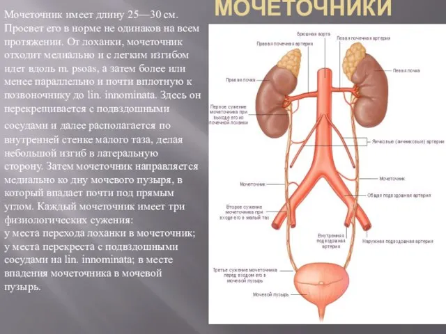 МОЧЕТОЧНИКИ Мочеточник имеет длину 25—30 см. Просвет его в норме не