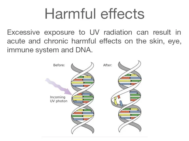 Harmful effects Excessive exposure to UV radiation can result in acute