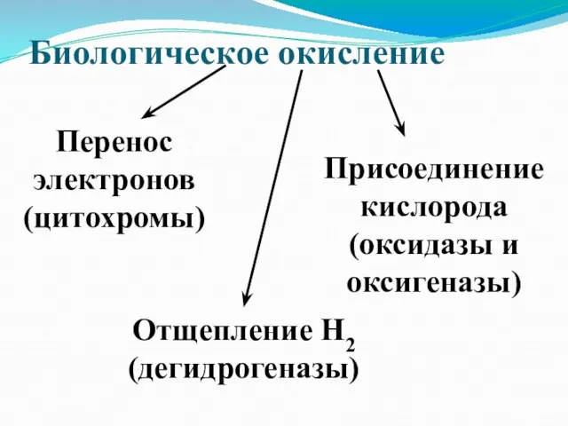 Биологическое окисление Перенос электронов (цитохромы) Присоединение кислорода (оксидазы и оксигеназы) Отщепление Н2 (дегидрогеназы)