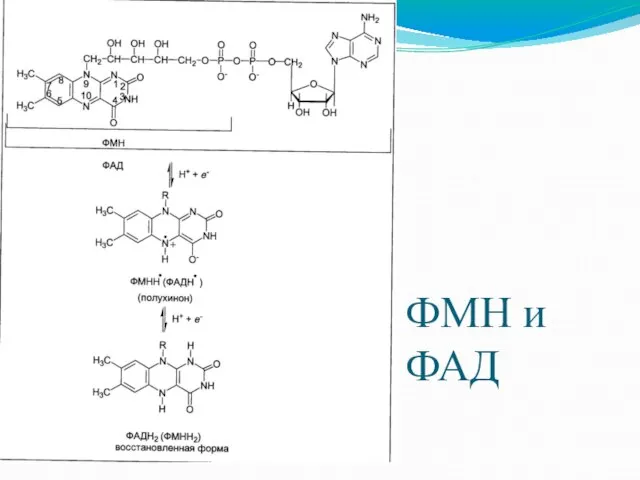 ФМН и ФАД
