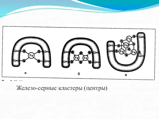 Железо-серные кластеры (центры)