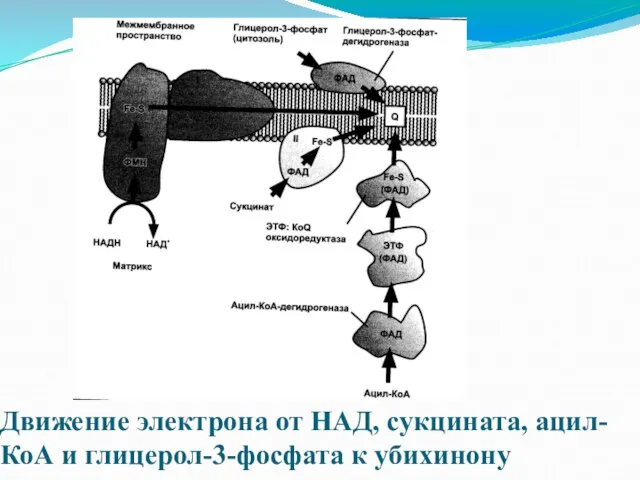 Движение электрона от НАД, сукцината, ацил-КоА и глицерол-3-фосфата к убихинону