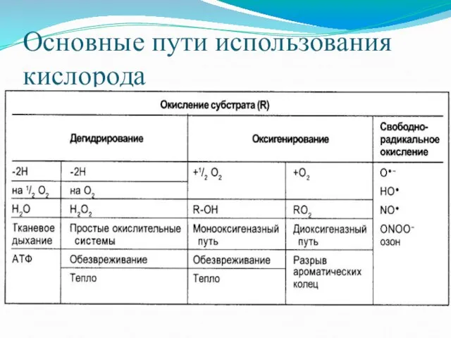 Основные пути использования кислорода