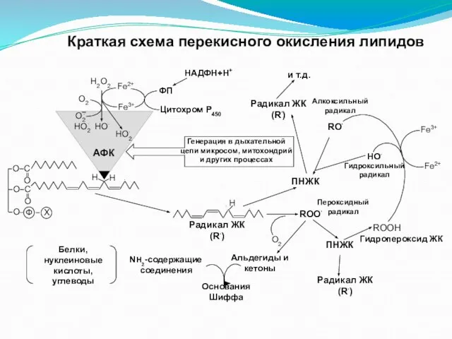 Краткая схема перекисного окисления липидов Н2О2 О2 Fe2+ Fe3+ ФП Цитохром