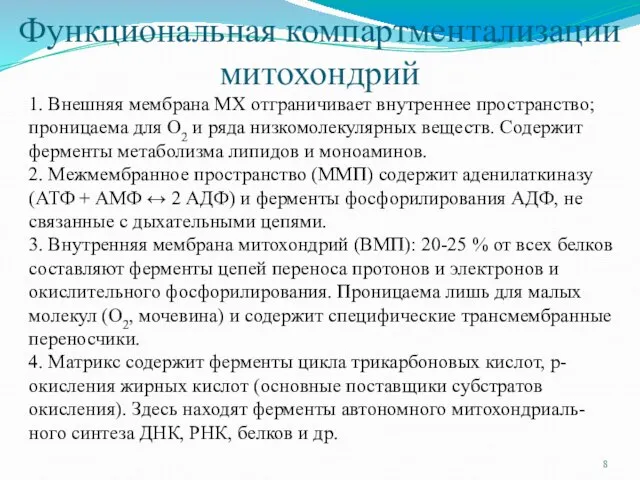 Функциональная компартментализации митохондрий 1. Внешняя мембрана MX отграничивает внутреннее пространство; проницаема