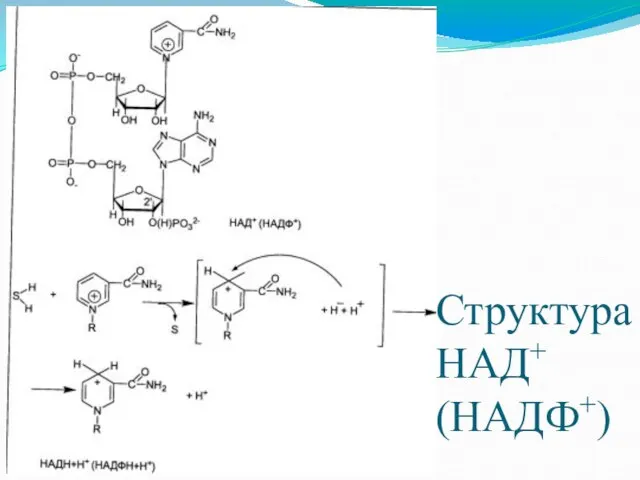 Структура НАД+ (НАДФ+)