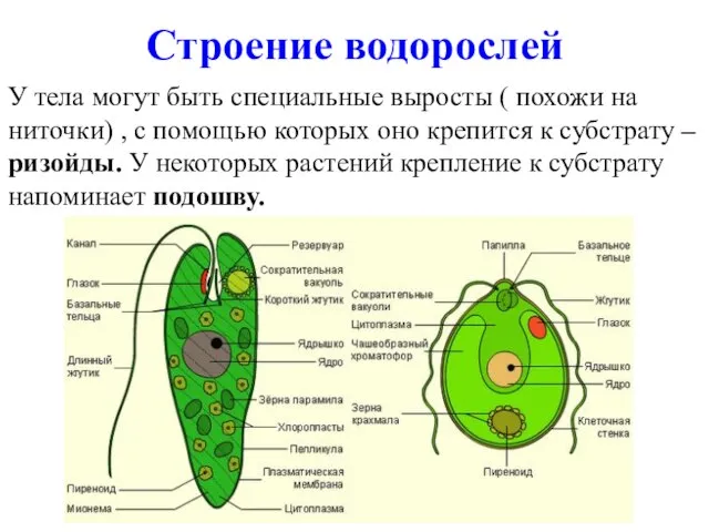 Строение водорослей У тела могут быть специальные выросты ( похожи на