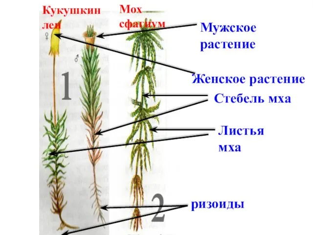 Мох сфагнум Кукушкин лен Мужское растение Женское растение Стебель мха ризоиды Листья мха