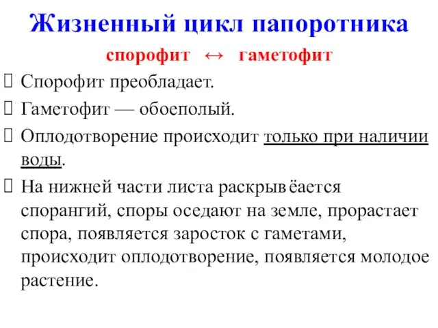 спорофит ↔ гаметофит Спорофит преобладает. Гаметофит — обоеполый. Оплодотворение происходит только