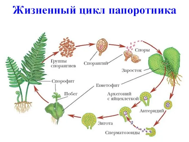 Жизненный цикл папоротника