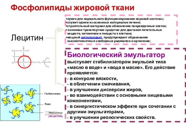 Фосфолипиды жировой ткани Лецитин Биологический эмульгатор выступает стабилизатором эмульсий типа «масло