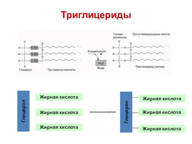 Триглицериды Глицерол Жирная кислота Жирная кислота Жирная кислота