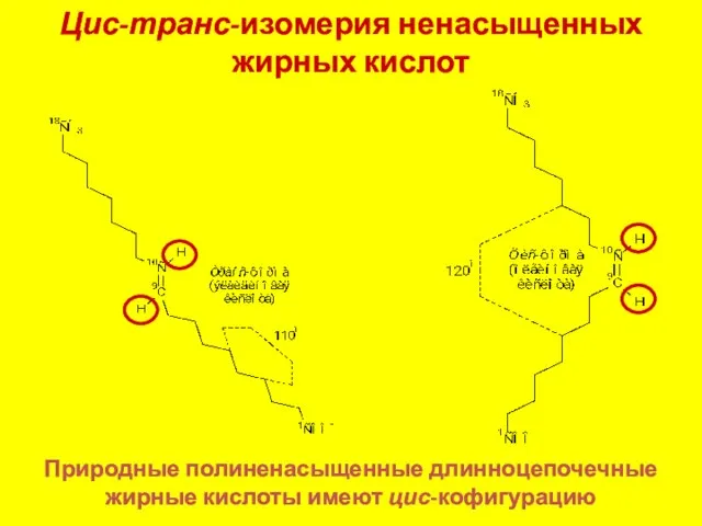 Цис-транс-изомерия ненасыщенных жирных кислот Природные полиненасыщенные длинноцепочечные жирные кислоты имеют цис-кофигурацию