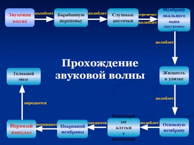 Звуковая волна Барабанную перепонку Слуховые косточки Мембрану овального окна (внутреннее ухо)