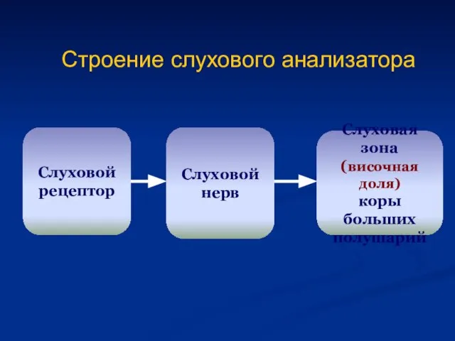 Строение слухового анализатора Слуховой рецептор Слуховой нерв Слуховая зона (височная доля) коры больших полушарий