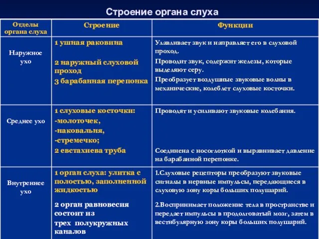 Строение органа слуха 1.Слуховые рецепторы преобразуют звуковые сигналы в нервные импульсы,