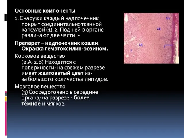 Основные компоненты 1. Снаружи каждый надпочечник покрыт соединительнотканной капсулой (1).2. Под