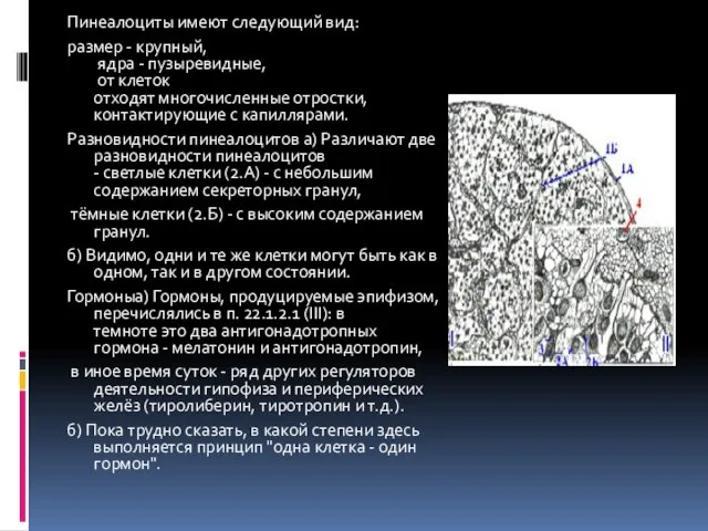 Пинеалоциты имеют следующий вид: размер - крупный, ядра - пузыревидные, от