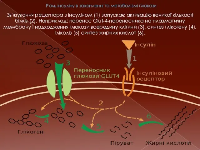 Роль інсуліну в захопленні та метаболізмі глюкози Зв'язування рецептора з інсуліном