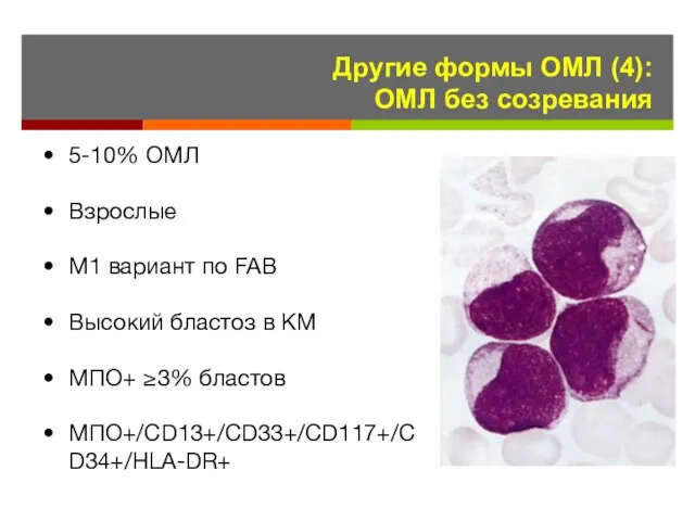 Другие формы ОМЛ (4): ОМЛ без созревания 5-10% ОМЛ Взрослые М1