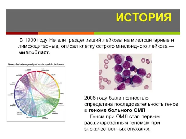 В 1900 году Негели, разделивший лейкозы на миелоцитарные и лимфоцитарные, описал