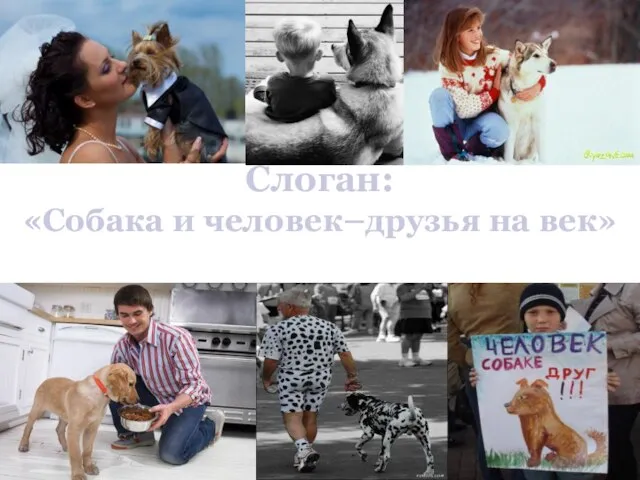 Слоган: «Собака и человек–друзья на век»