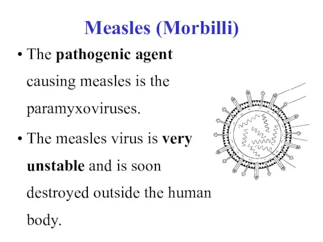 Measles (Morbilli) The pathogenic agent causing measles is the paramyxoviruses. The