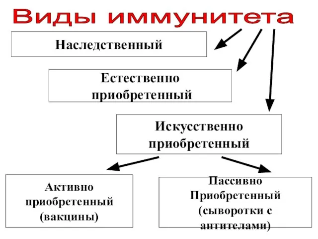 Виды иммунитета Наследственный Естественно приобретенный Искусственно приобретенный Активно приобретенный (вакцины) Пассивно Приобретенный (сыворотки с антителами)