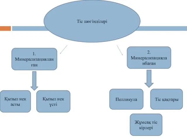 Тіс шөгінділері 1. Минерализацияланған 2. Минерализацияланбаған Қызыл иек асты Қызыл иек